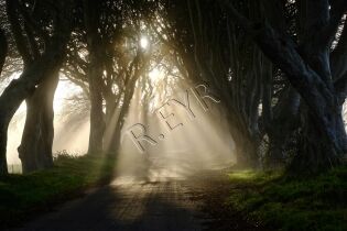  Mystère matinal à Dark Hedges (Irlande du Nord)